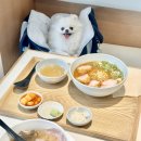 판코 | 시흥 은계지구 애견동반 식당 판코 후기, 라멘 맛집 인정