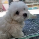 하이멍냥 강아지분양 고양이분양 서울본점 | [서울/강동구] 인싸력 강한 강아지, 고양이 분양 전문 업체 하이멍냥