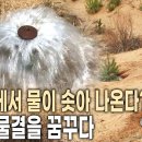 사막녹화