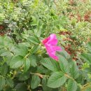 완도해금펜션 이미지