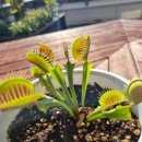 B52(비오이) 이미지