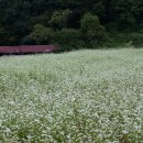 메밀꽃필무렵(전) 이미지