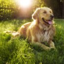 우아한강아지 이미지