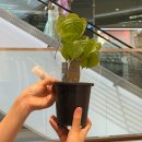 평촌농장 | [ 범계팝업 | 평촌 롯데백화점 놀거리 ] 더위 피해...아프리카 식물 데려온 내돈내산 후기 (앤식깡, ~7/23)