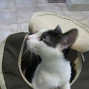 심재웅동물병원 이미지