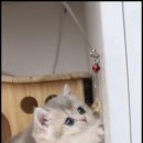 더 반려 강아지분양 고양이분양 잠실본점 이미지