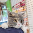 러브펫살롱 이미지