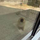 댕블리