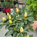 상록꽃화원 이미지