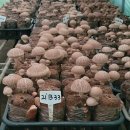 산림조합중앙회 임산물유통본부