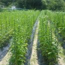 덕지농장 이미지