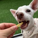 같이놀레오 이미지