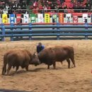 Bulls Butt Heads in Annual Korean Spring Ritual 이미지