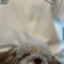 여주 다리원 애견독채팬션 이미지