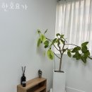 한호요가
