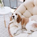 다올동물병원 이미지