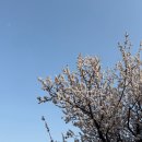 시에(SIE) 미엘 셋업(미엘 크롭재킷, 미엘 플레어스커트) 구매 후기 / 더현대서울
