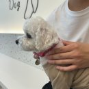 힙독 애견카페 이미지