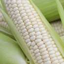 청풍명월농장 이미지