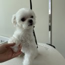 대형견 이발소 이미지