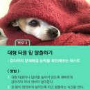 코랜 네이버블로그