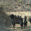 알콩달콩 흑염소 이미지