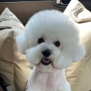 그루밍마벨 이미지