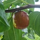 월송농장 이미지