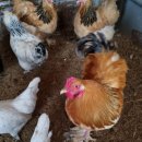 상방농장 이미지