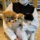 제이애견샵 이미지