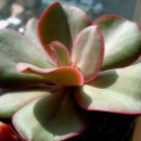 반월동011 이미지