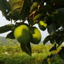 갈치농장 이미지