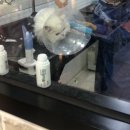 신운미애견미용실 이미지