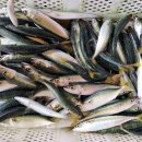 아쿠아좌대낚시터 이미지