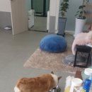 베콩스 이미지