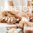 다키애견 이미지