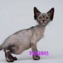 부산뱅갈하우스 이미지