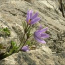 동강할미꽃마을 이미지