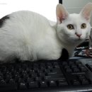 만두한판 이미지