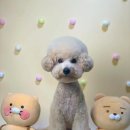 반야시스터 | 대전 반야시스터 미용 ㅣ푸숑