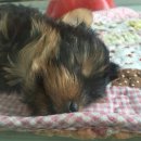 제주 헬로우펫 이미지