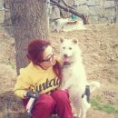 딸기애견 이미지