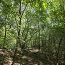 매암산 등산로 이미지