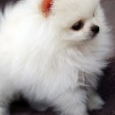 아기강아지 이미지