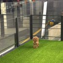 ARTEAM DOG 네이버블로그