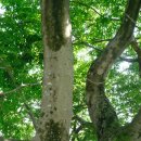 담빛시네콘서트 이미지