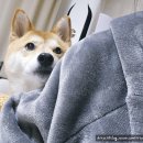 샬롬 | [복정 맛집] 새로 생긴 돈가스당 포장 후기 (샬롬돈가스)
