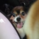 다다모모 이미지