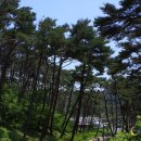 숲속에 바다 이미지