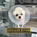 큐동물병원 | &#34;슬개골 탈구 수술 시기, 언제가 좋을까요?&#34; - 전포동 슬개골 탈구 수술 동물병원 후기